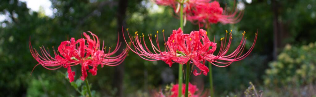 red hurricane lilies blooming in fall, formatted as a newsletter banner