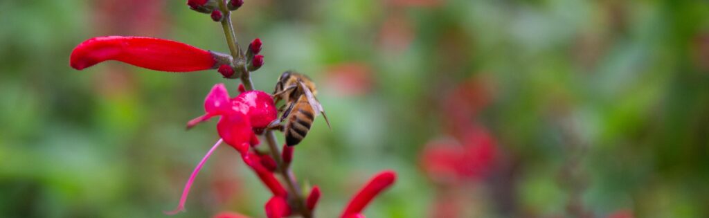 bee on fall flower in herb garden, formatted as a newsletter banner