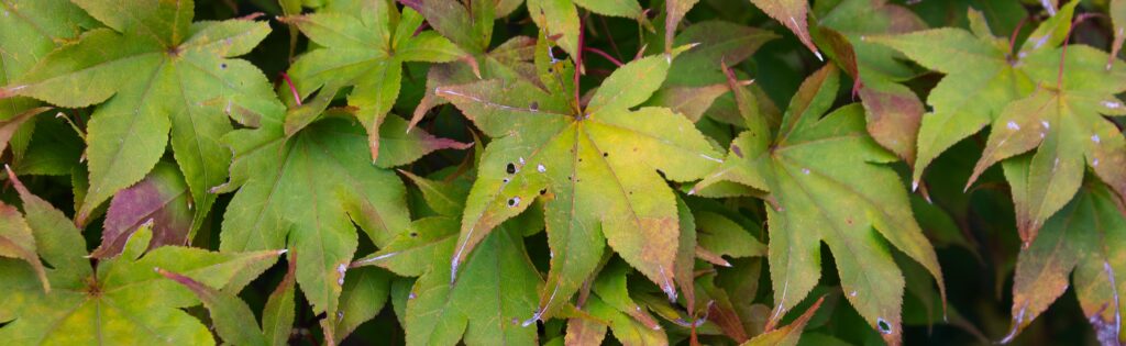 maple leaves in the gotelli collection, formatted as a newsletter banner