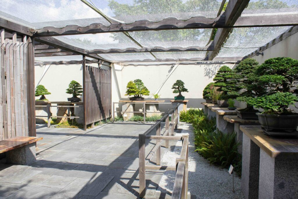bonsai trees in the japanese pavilion of the national bonsai & penjing museum