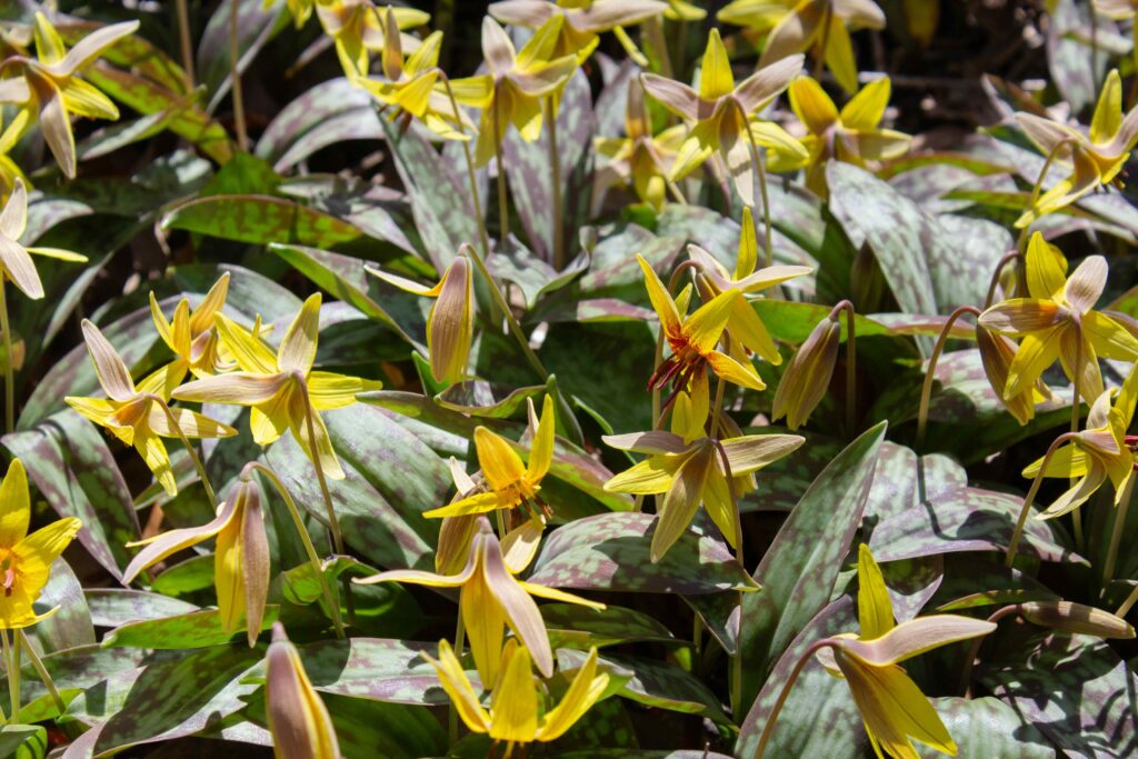 trillium recurvatum growing in fern valley native plant collection