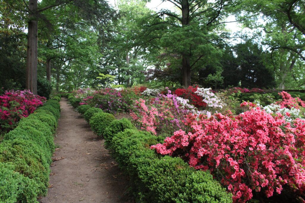 azalea collections morrison garden in spring