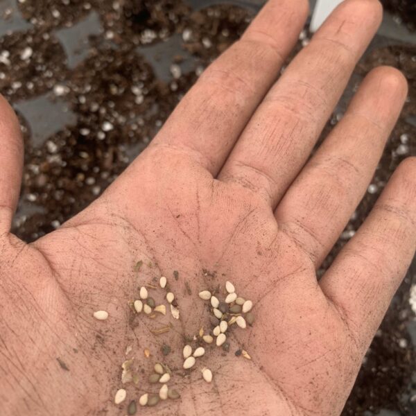 seeds held in a hand