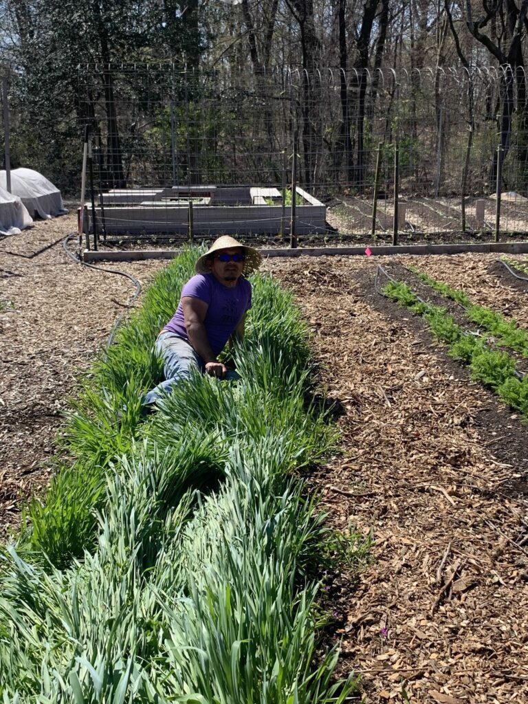 xavier laying on a bed of cover crop