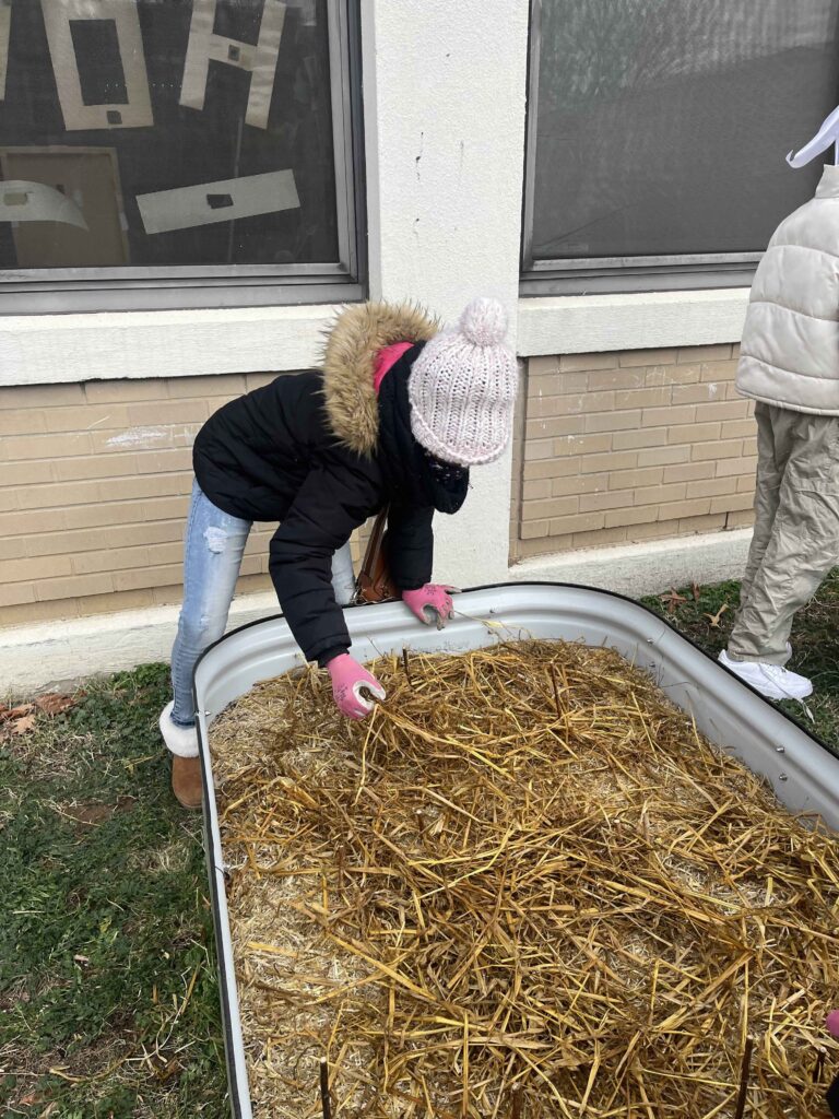 student laying straw mulch in a garden bed