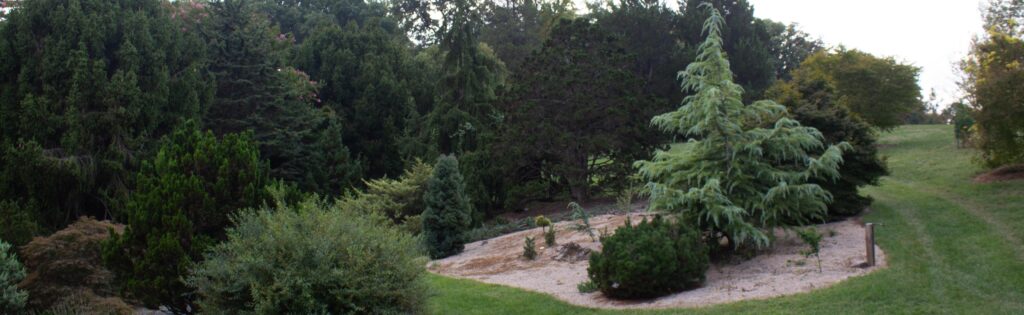 gotelli conifer collection, formatted as a newsletter banner