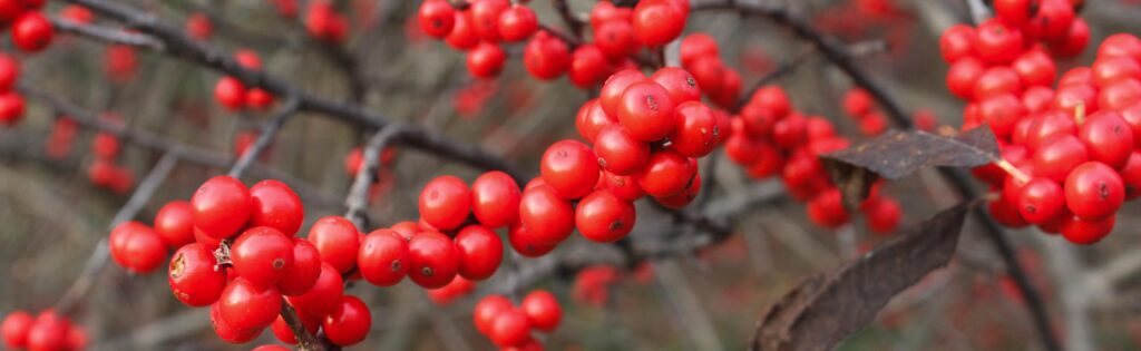 red winter berries formatted as a newsletter banner