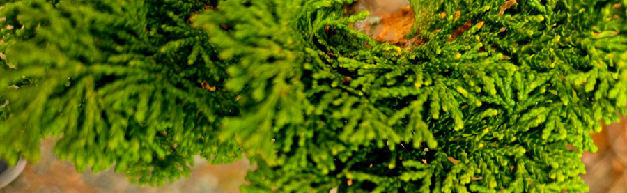 Close up of conifers at national arboretum Gotelli collection