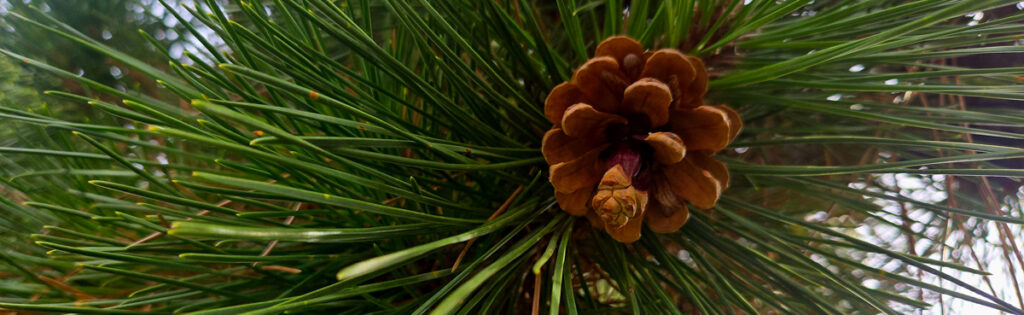 Pinecone and conifer needles at National Arboretum Gotelli collection