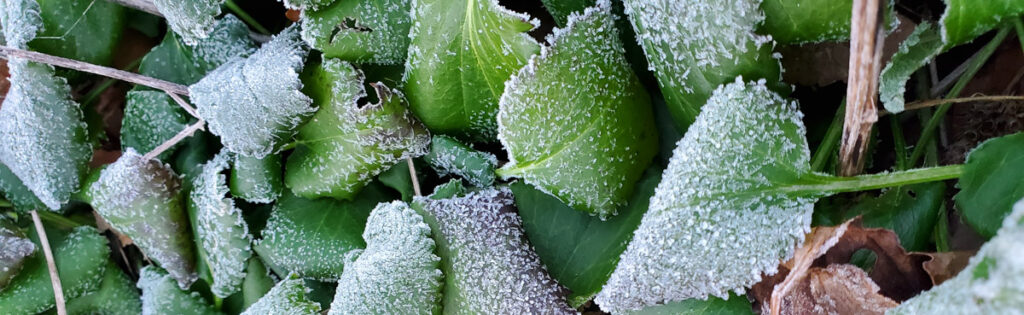 Leaves covered in frost