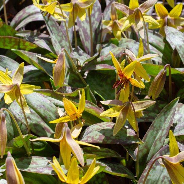 Yellow trout lilies (Erythronium Americanum) at the Fern Valley Native Plant Collection