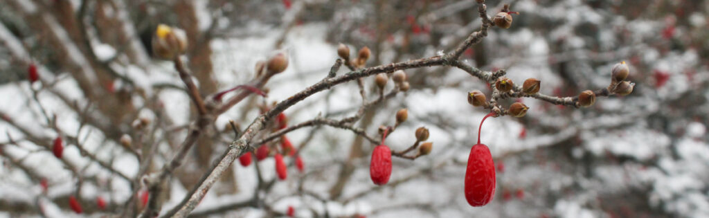 Fruiting woody shrub at the Gotelli Conifer collection in winter