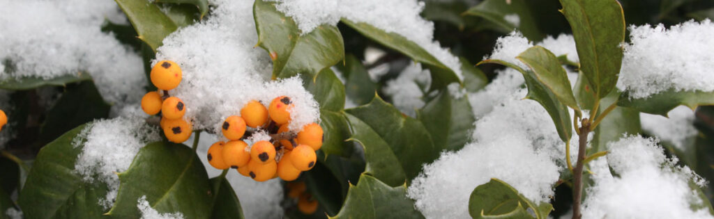 Holly bush with yellow berries covered in snow