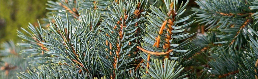 Conifer at the Gotelli Conifer collection in winter