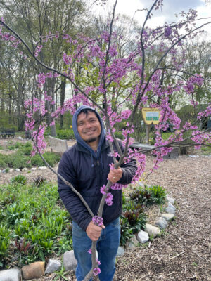 Person poses with a branch of a redbud tree