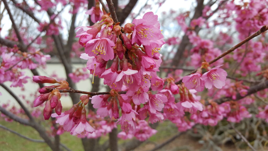 Prunus 'First lady' flowering cherry tree