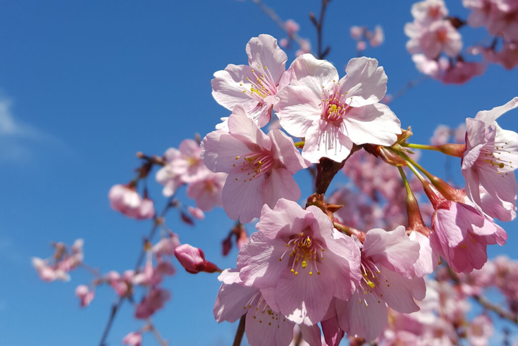 Prunus 'helen taft' flowering cherry tree