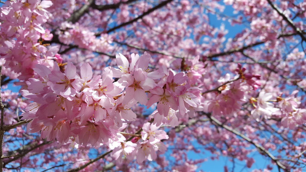 Prunus 'dream catcher' flowering cherry tree