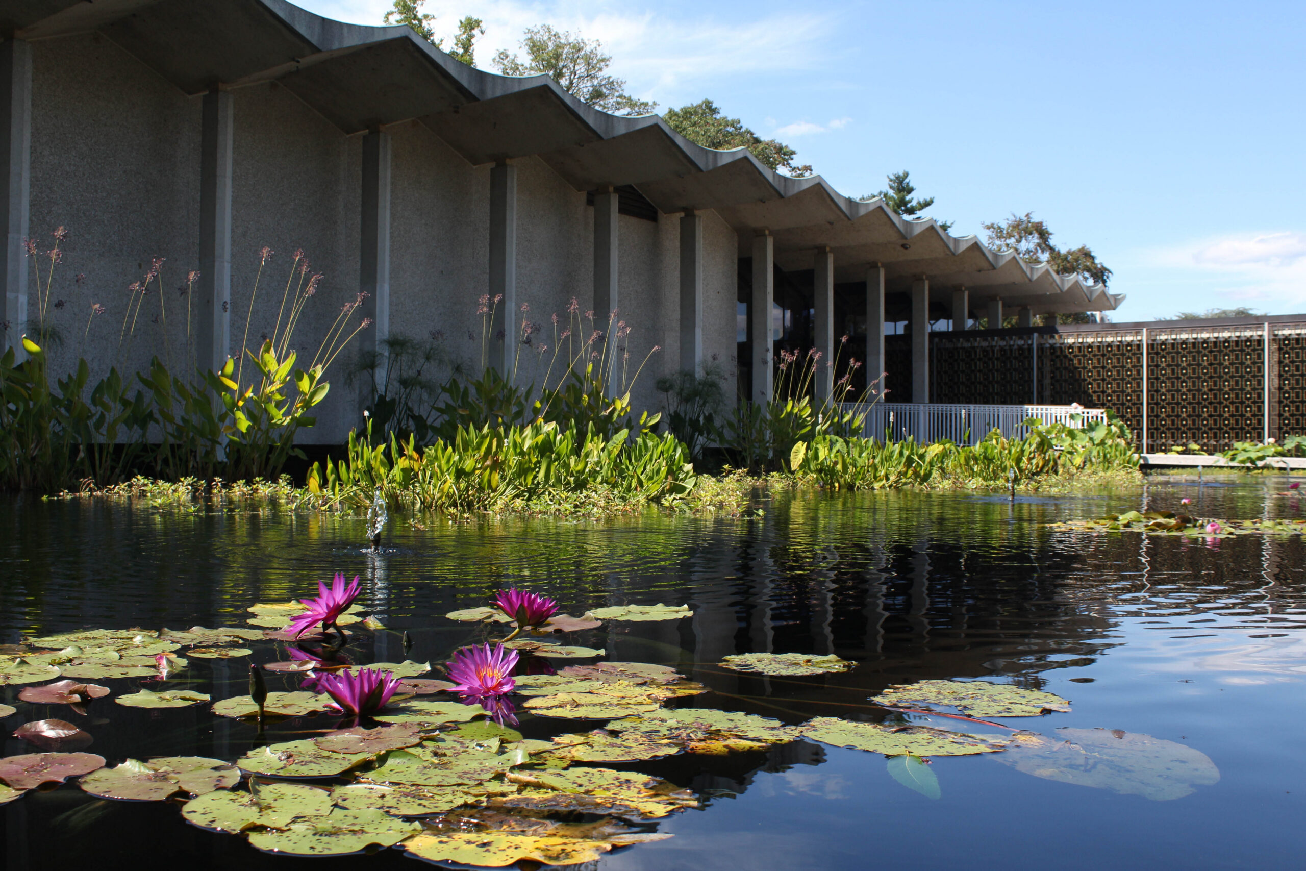 purple lilies blooming in the koi pond outside the ivsitor center