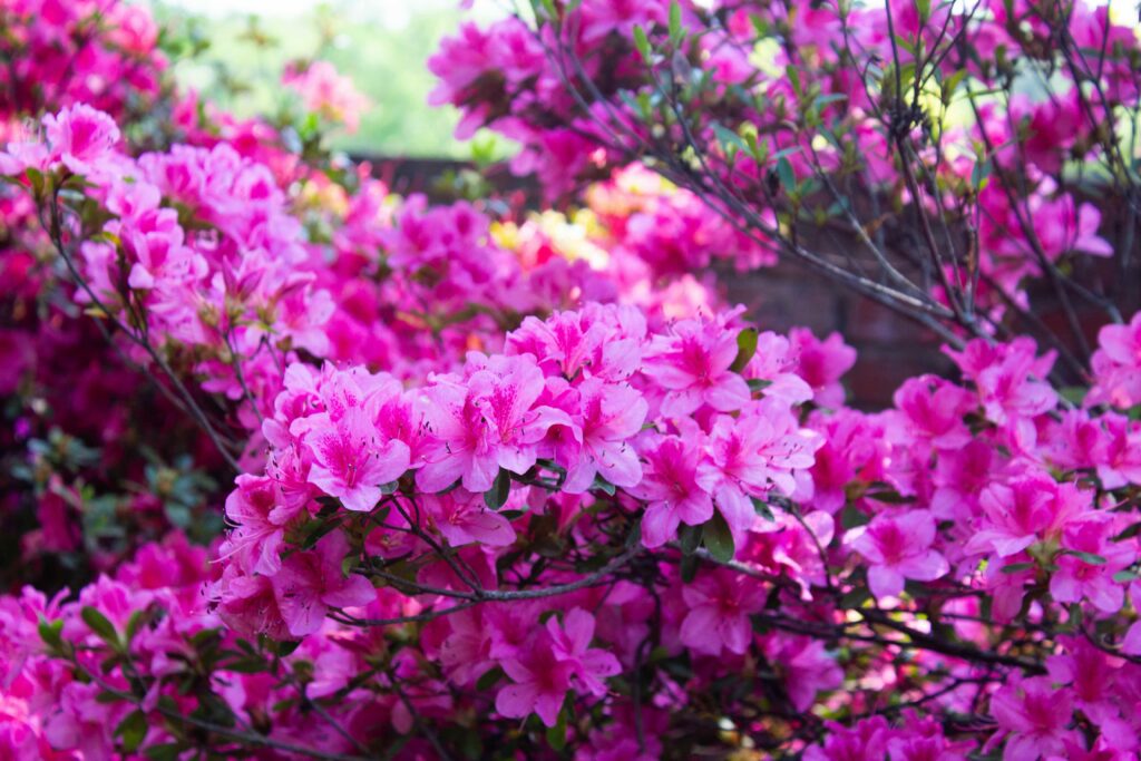 Bright pink azaleas blooming in the azalea collections