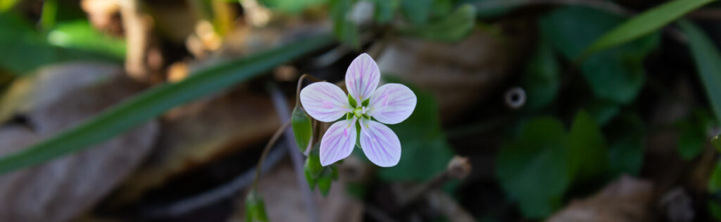 Small white and pink spring ephemeral flower blooming