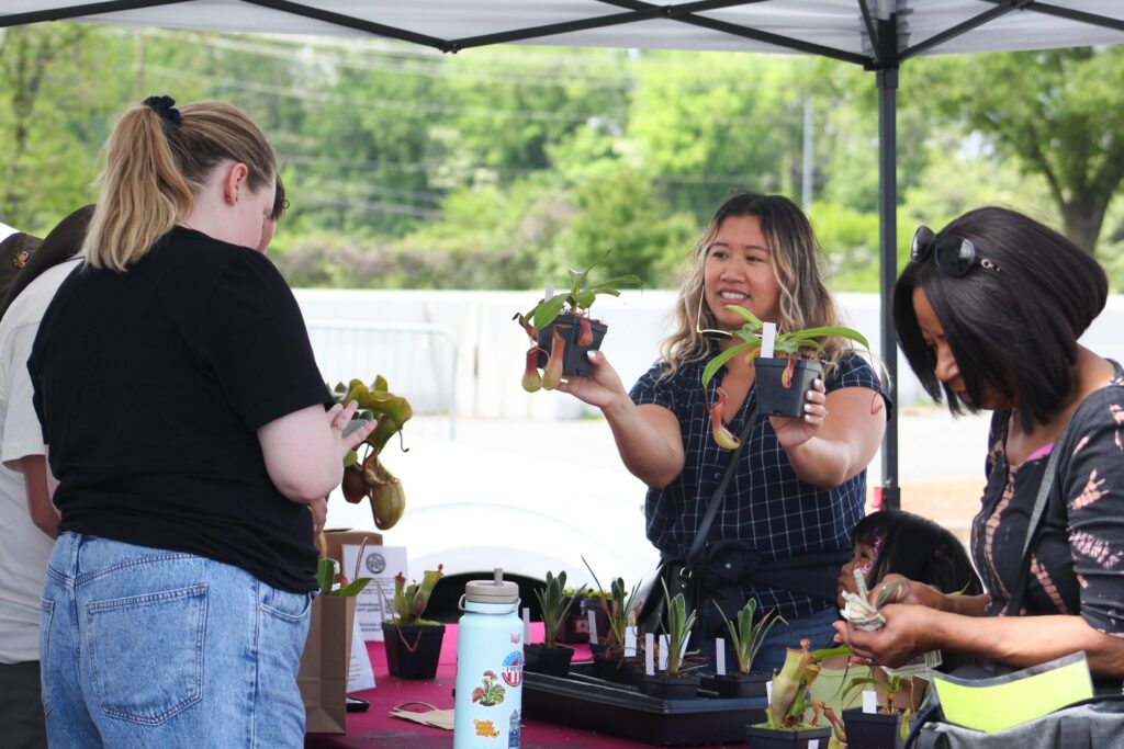garden fair and plant sale attendee holding up two pitcher plants to purchase