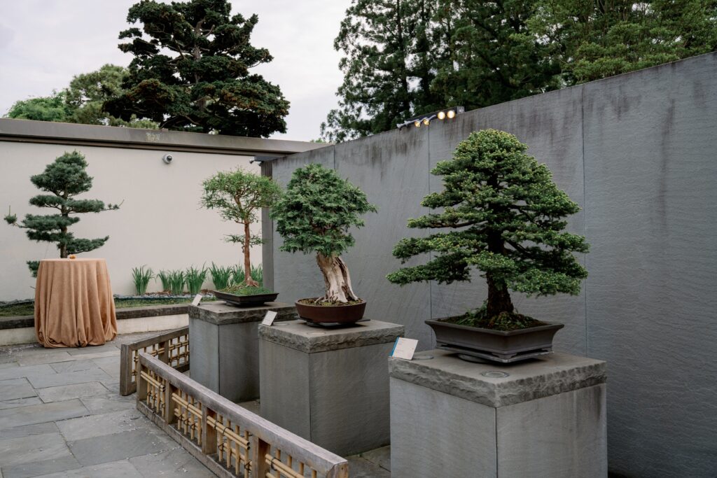 Bonsai trees with cocktail tables set up in the background