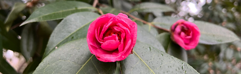 Bright pink camellia with dark green leaves covered in raindrops