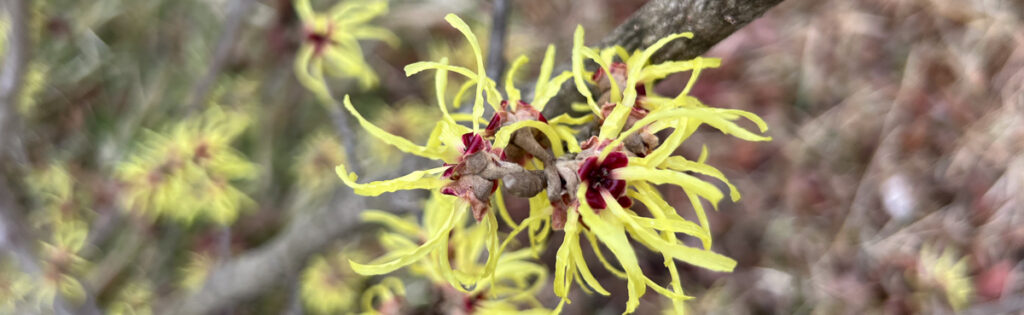Yellow and red Chinese witch hazel flowers blooming on a branch