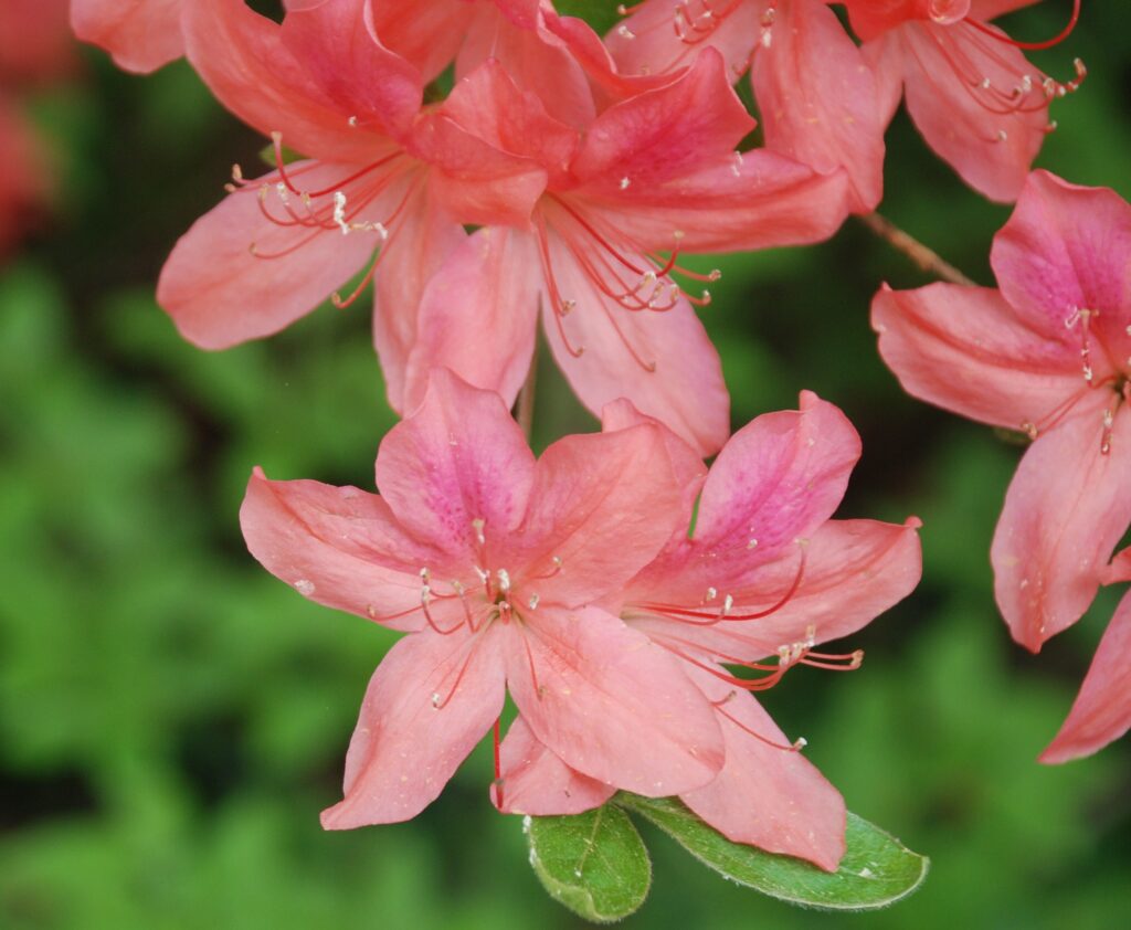 Glenn Dale azalea 'ambrosia'. Photo courtesy of the national arboretum