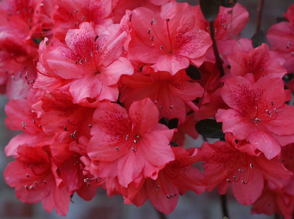 Glenn Dale azalea 'Fashion'. Photo courtesy of the national arboretum