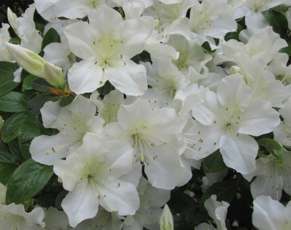 Glenn Dale azalea 'Glacier'. Photo courtesy of the national arboretum