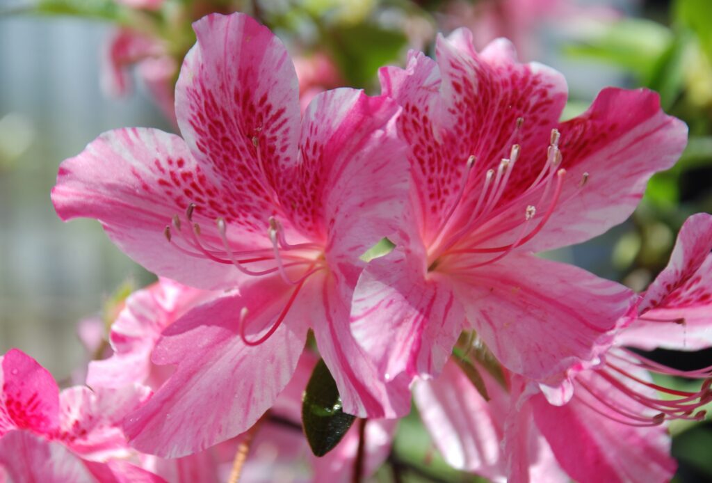 Glenn Dale azalea 'Pied Piper'. Photo courtesy of the national arboretum
