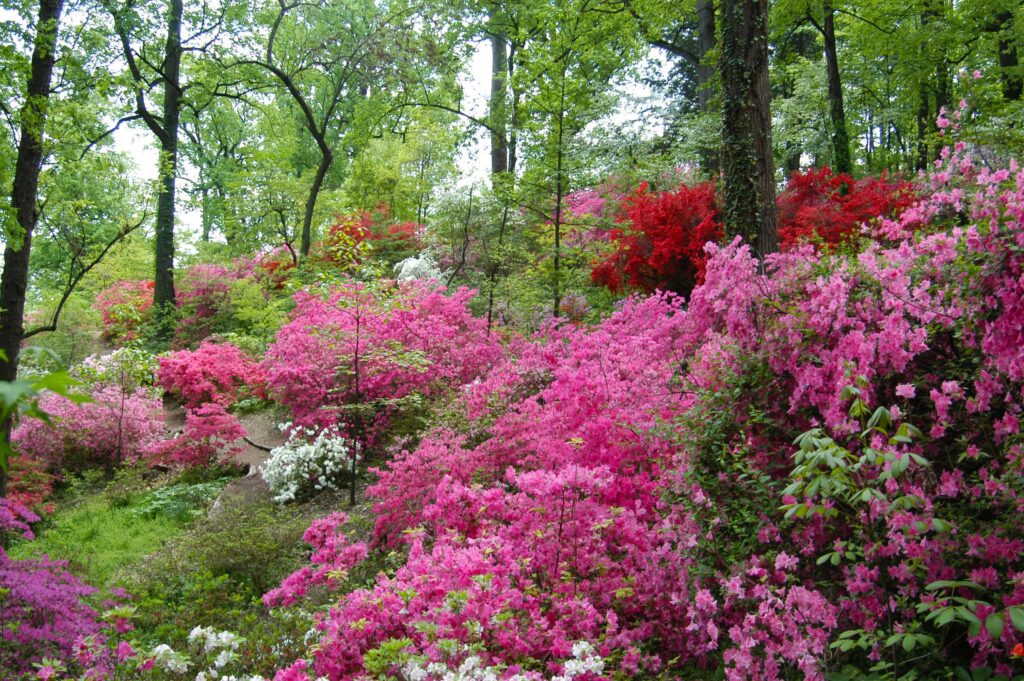 Azalea hillside in peak bloom. Credit U.S. National Arboretum