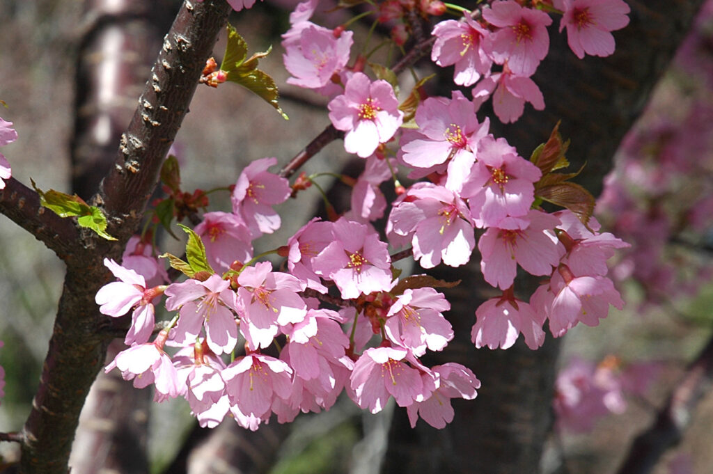 Prunus 'dream catcher' flowers in full bloom. Credit national arboretum