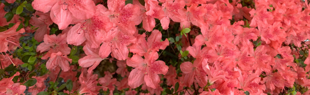 Coral colored azalea blooms