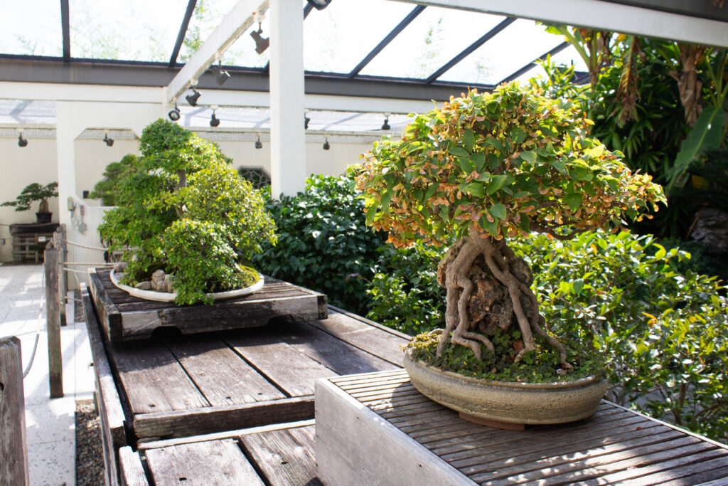 chinese pavilion of the national bonsai and penjing museum