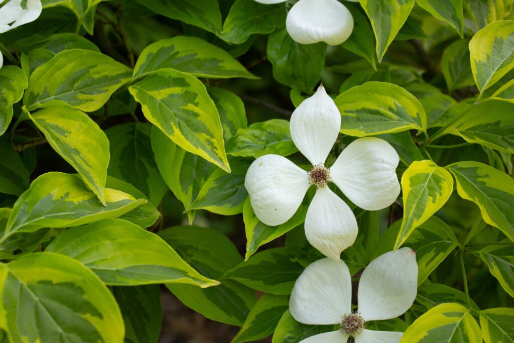 White dogwood flowers against variegated yellow-green leaves in the National Arboretum's dogwood collection
