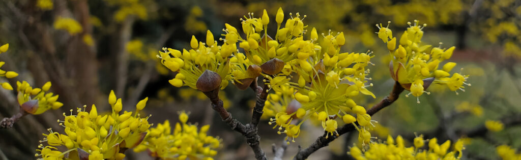 Yellow buds and flowers on a dark brown branch