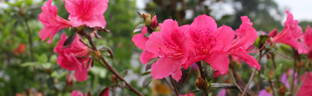Bright pink azalea blooms on a rainy day