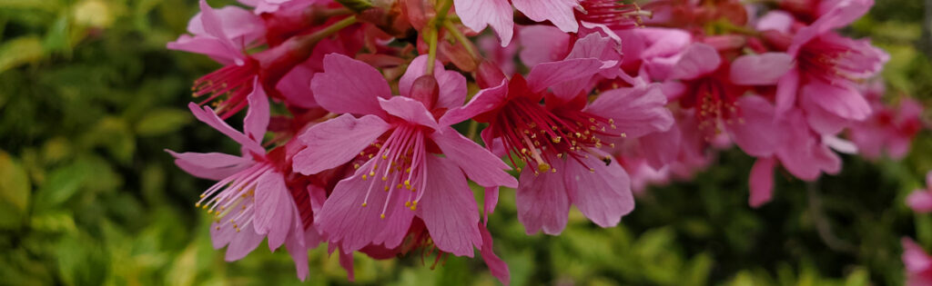 Zoomed in shot of dark pink flowering cherry tree blooms