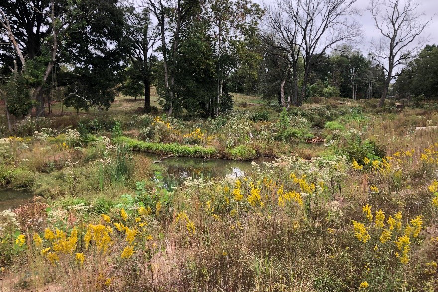 Native plants flourishing and blooming at springhouse run in 2019