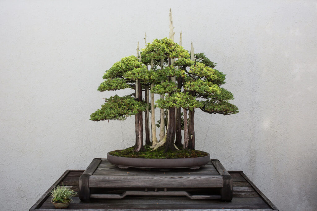 "Goshin" bonsai, photo courtesy of Stephen Voss