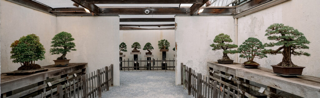 Bonsai displays at the National Bpnsai and Penjing Museum