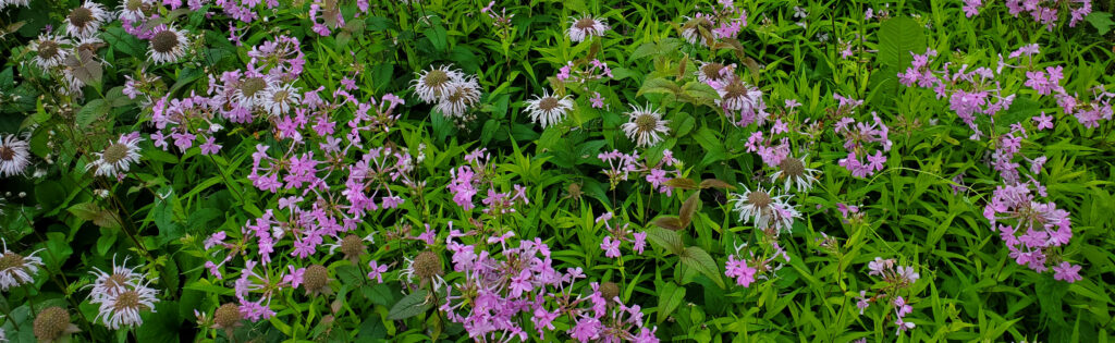 Purple monarda and phlox flowers in a green meadow