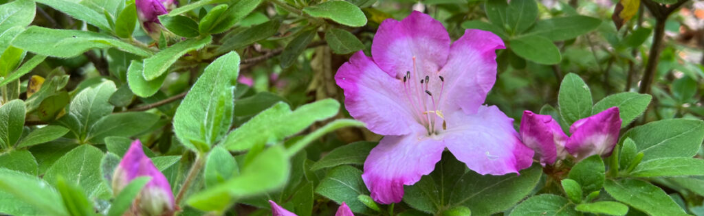 Close up photo of an azalea flower with a light pink center and fuschia edges. Hybrid azalea in the U.S. National Arboretum's Azalea collections.