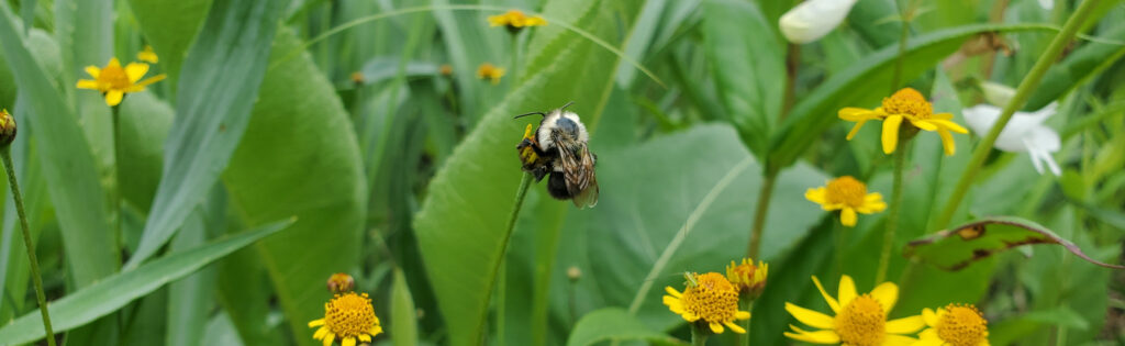 Bee landing on yellow flowers with green foliage in the background