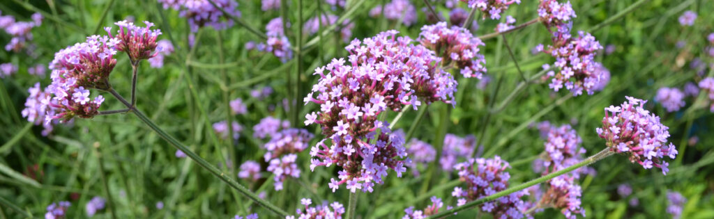 Purple verbena bonariensis flowers in bloom at the Washington Youth Garden at the U.S. National Arboretum