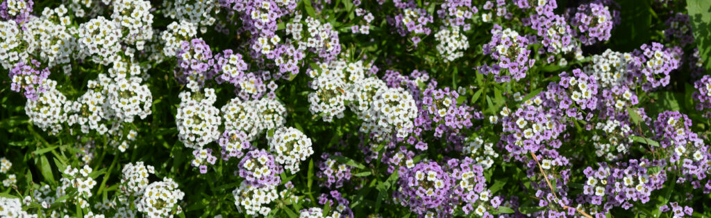 Purple and white flowers in the Washington Youth Garden