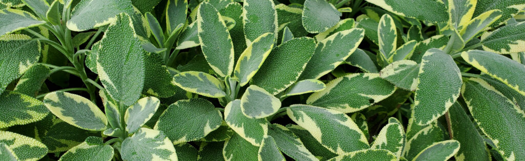 Variegated sage plant with ovate leaves that have creamy yellow edges and green centers
